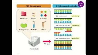 Polymerase chain reaction | PCR | Steps of polymerase chain reaction In Hindi for class 12 |