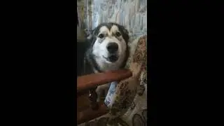 Что сказать хочешь? Разговорчивая собака Луна (Аляскинский Маламут)