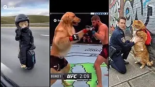 The Most Creative Sora 2 AI Animal Videos Compilation