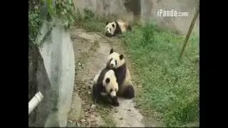 Two Giant Pandas Wrestling Caught on Tape