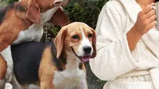 Funny Dog, Funny animals, dog funny, Photoshop troll , Funny images