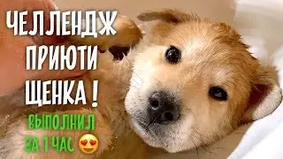 Взял щенка, нашел семью ❤️. Летит в Москву.