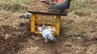 How to provide water for pigeons.