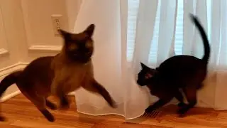 BONKERS! 🤣  Burmese Cats Show Off Their Playful Fun Side! 😻