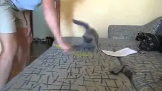 Самый быстрый в мире кот