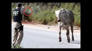 Buffalo killed by police compilation
