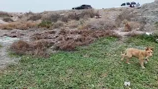 Playing A Funny Game With The Puppy And The Flamingos