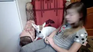 Джек Рассел поёт
