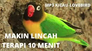 lovebird ngekek auto gacor cocok untuk pancingan
