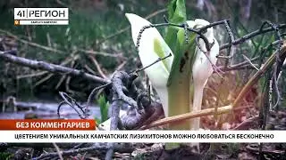 ЦВЕТЕНИЕМ УНИКАЛЬНЫХ КАМЧАТСКИХ ЛИЗИХИТОНОВ МОЖНО ЛЮБОВАТЬСЯ БЕСКОНЕЧНО • БЕЗ КОММЕНТАРИЕВ