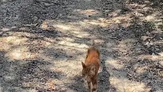 Our 20 year old cat following us on a 1/3 mile long hike through our forest