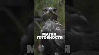 Магия готовности. The magic of readiness.