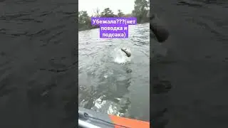 Когда ждёшь судака, а поймалась 