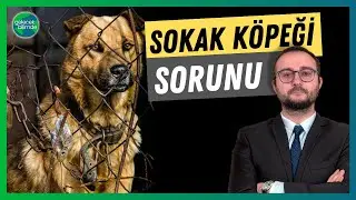 Başıboş Köpek Sorunu Nasıl Çözülür? | Bilimsel Bakış Açısı ile