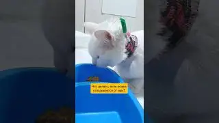 Что делать, если кошка отказывается от еды