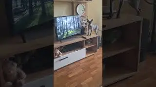 сфинксы#Яша#Марс#❤️