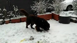 Max im Schnee Dez. 2017