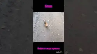 Смешная белка ( Надеюсь, это видео залетит )