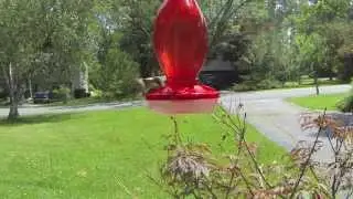 GoPro 240 Frames Per Second Humming Bird Video Test