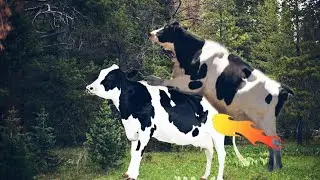 Watch how the process of mating cows / animal world