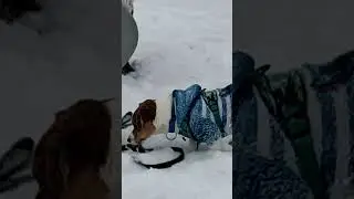 ледянка и Джек рассел