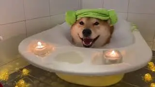 Adorable Shiba Inu thoroughly enjoys relaxing bath