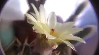 Parodia mammulosa flower timelapse