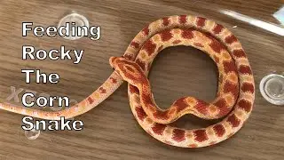 Feeding Rocky the Corn Snake | WARNING: Pinkie Feeding
