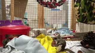 Southern Flying Squirrel party