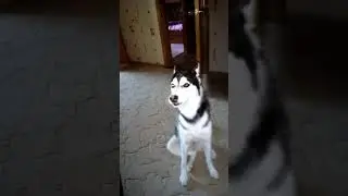Хаски поет