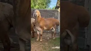 Сын Статуса #арашан #гиссар #sheep