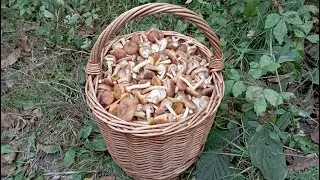 Опята. По грибы 16 сентября 2023 года.
