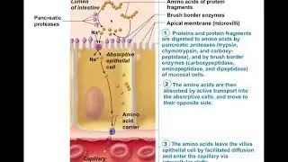 Chapter 23 Digestive System Part6