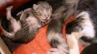 Приютил у себя бездомную беременную кошку и вот что из этого вышло!