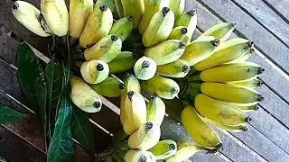 របៀបន្ទុំចេកតាមបែបធម្មជាតិ ចេកទុំល្អ មានរស់ជាតិឆ្ងាញ់ ហើយអាចរក្សាទុកបានយូថ្ងៃទៀតផង
