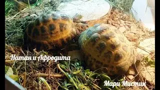 #черепаха