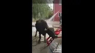 EN ÇOK İZLENEN TİK TOK VİDEOLARI 2019