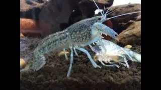 Мраморный рак