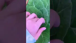 Small garden pot, BIG CABBAGE! (in the shade) #smallspacegardening #containergardening #gardening