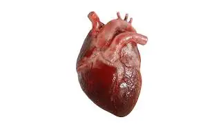 heart torture 2 (simulation)