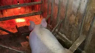 СВИНКА ГОТОВИТЬСЯ К ОПОРОСУ! ЧУТЬ НЕ УКУСИЛА МЕНЯ! КУПИЛИ ДОМ В ДЕРЕВНЕ!