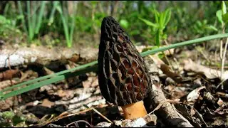 Morels! Collect and cook in the forest! Silent hunting 2020