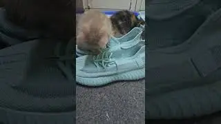 Братик и сестрёнка куда бы пристроиться