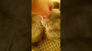Килька❤ #актив #явреках #кошка #котики #shortvideo