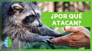 ¿Los MAPACHES son AGRESIVOS? 🦝 | Ataques de Mapaches a Personas
