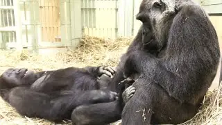 Gorilla⭐️ Give me back my mom! Gentaro was jealous of his two-week-old brother. 【Momotaro family】