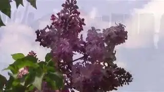 Мой дом