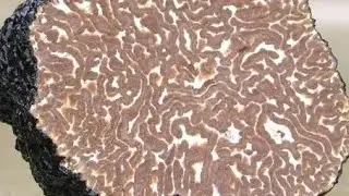 Truffles with William Padilla Brown