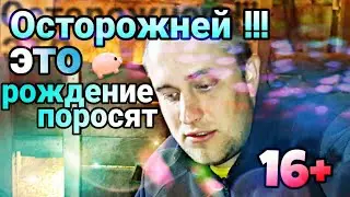 Рождение поросят Йоркшир | Как оно есть