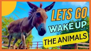 Let’s Go Wake Up The Animals🌞